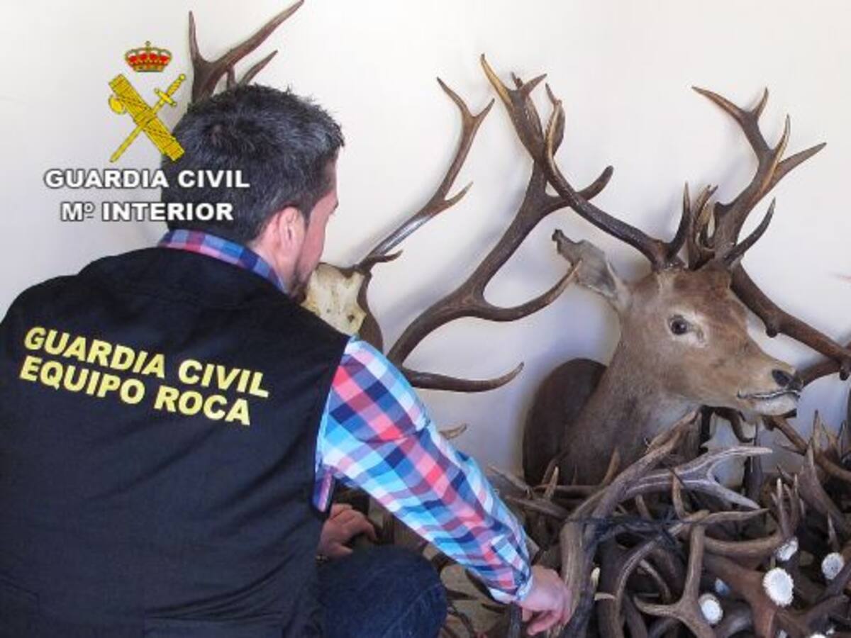 Detenido por robar 62 kilos de cuernas de una finca de Solana del Pino