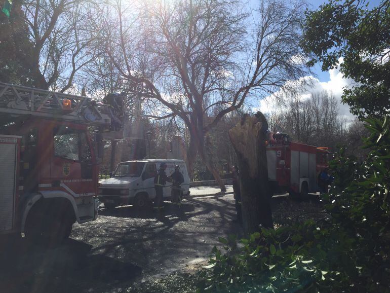 La caída del árbol ha provocado la intervención de los bomberos