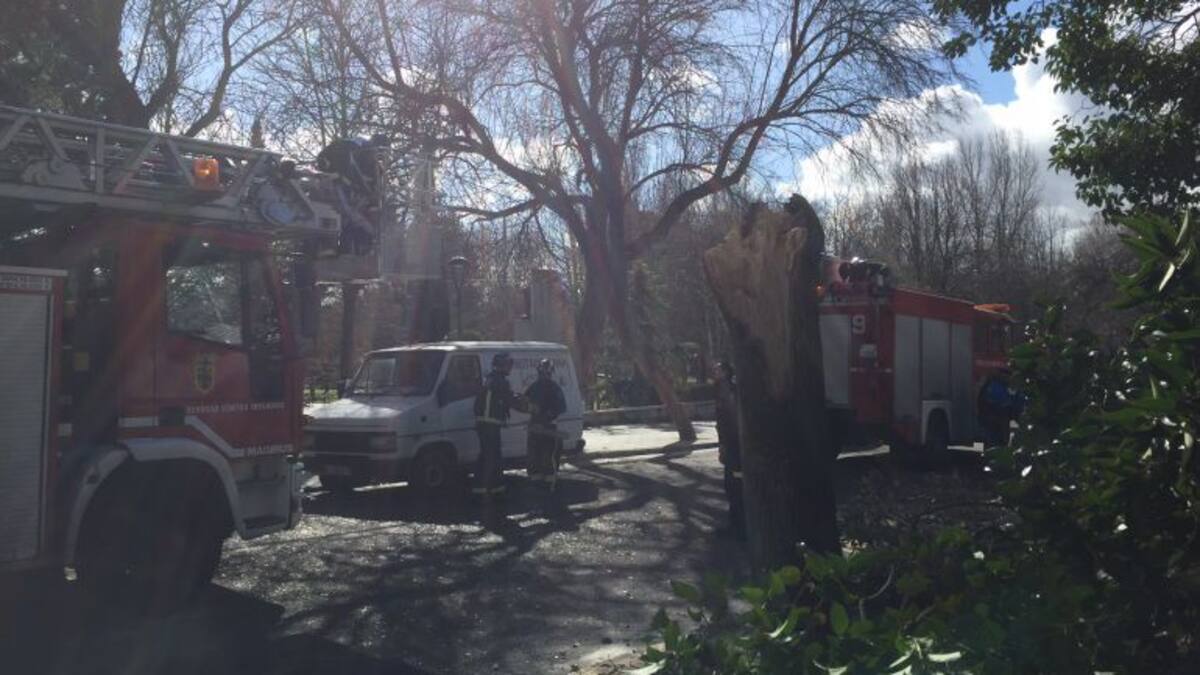 Cae un árbol sobre un coche en la capital sin mayores consecuencias