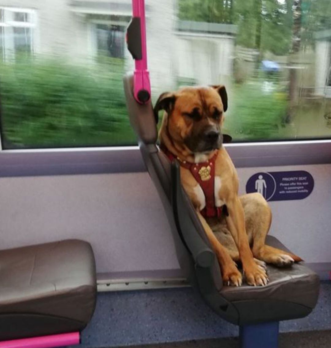 El perro abandonado subió solo a un autobús.