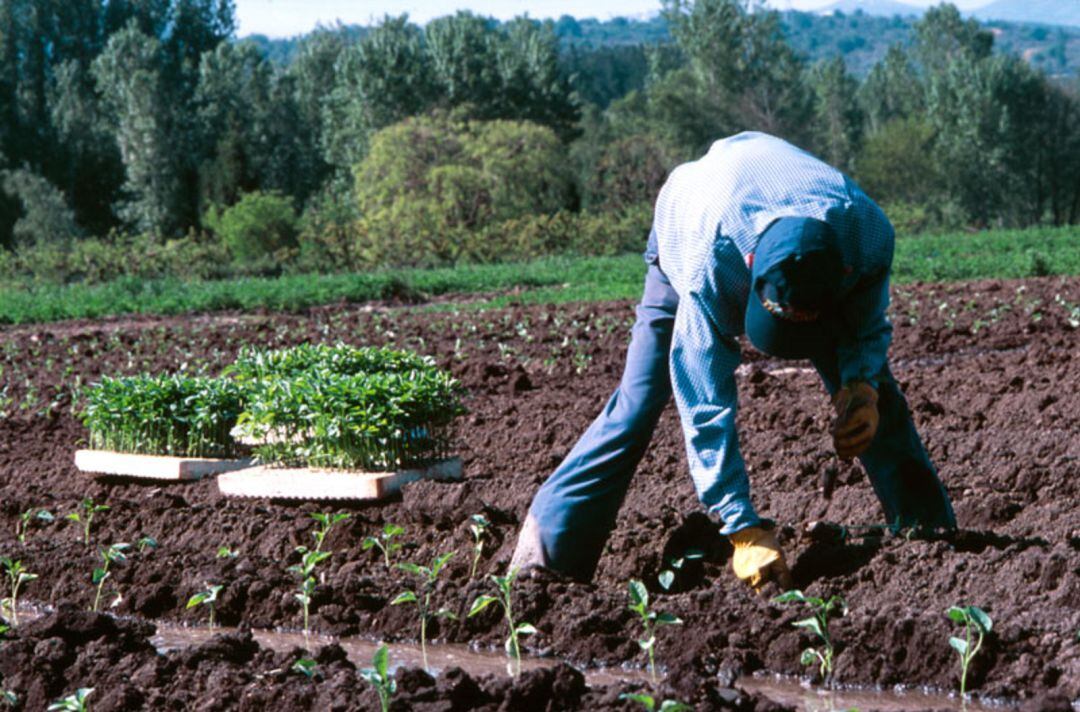 Plantación de pimientos