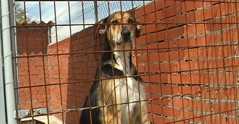 Un perro en una perrera en la región de Madrid (Archivo)