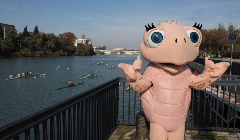 Chelo, una tortuguita boba, es la mascota del Acuario de Sevilla. Ha llegado navegando por el río Guadalquivir