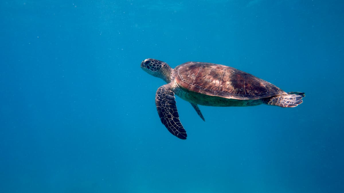 El Bioparc Acuario de Gijón inaugura en sus instalaciones el Centro de Apoyo del varamiento