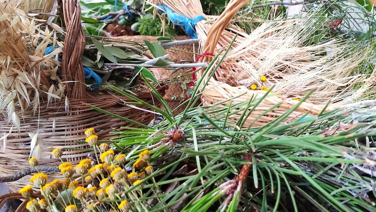 Las plantas y sus usos: la etnobotánica en las tradiciones de la provincia de Cuenca