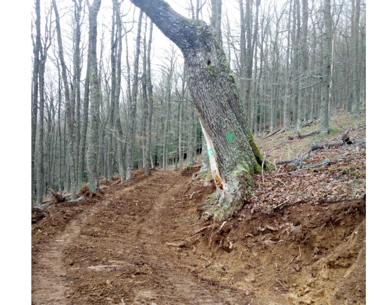Ecologistas en Acción denuncia la destrucción del hábitat del oso pardo en la Montaña Palentina