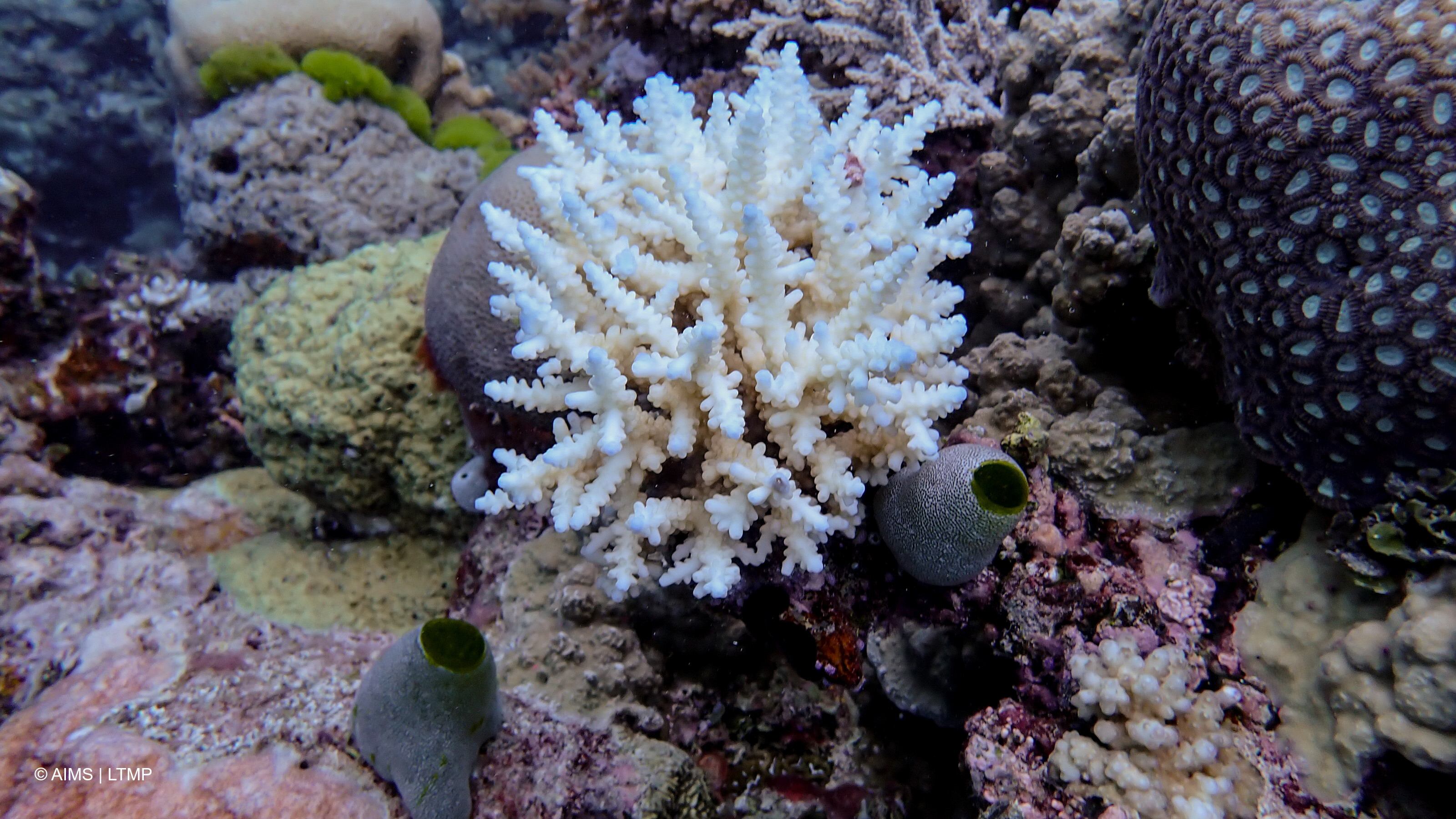 La Gran Barrera de Coral sufre su mayor declive coralino desde que hay registros en 1986.