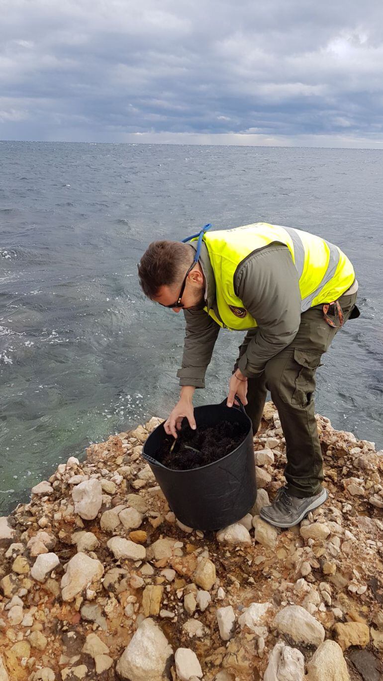 El servicio de guardacostas devolviendo los erizos al mar en Dénia.