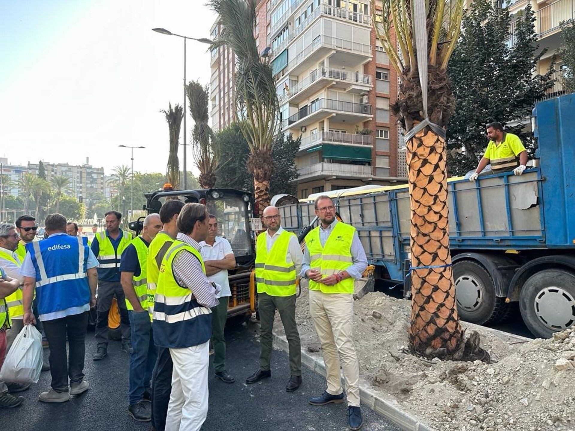 Plantación de palmeras durante las obras de movilidad de Murcia