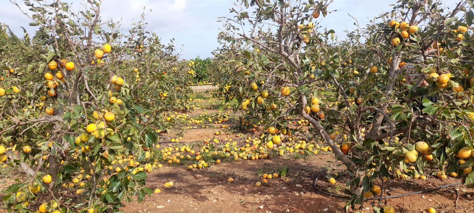 Daños en una cosecha por la DANA