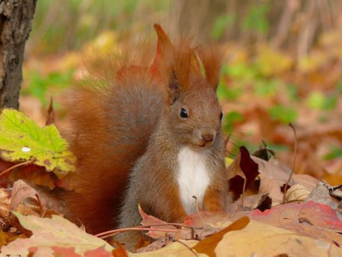 Planes en familia para disfrutar del Otoño en Asturias
