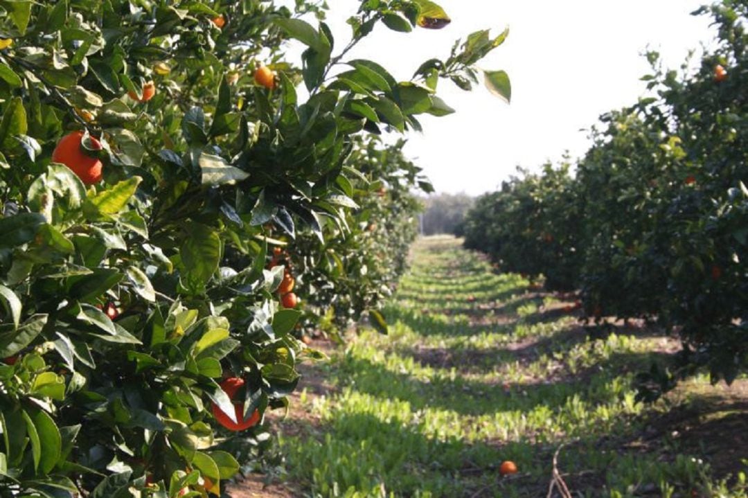 Campos de naranjas.