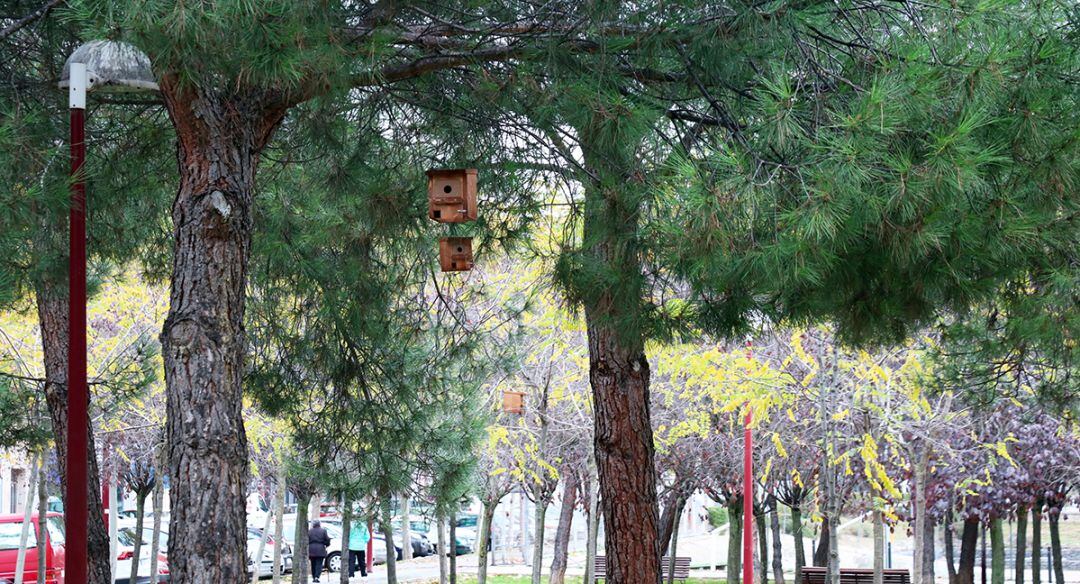 Proyecto de cajas-nido en Pajarillos