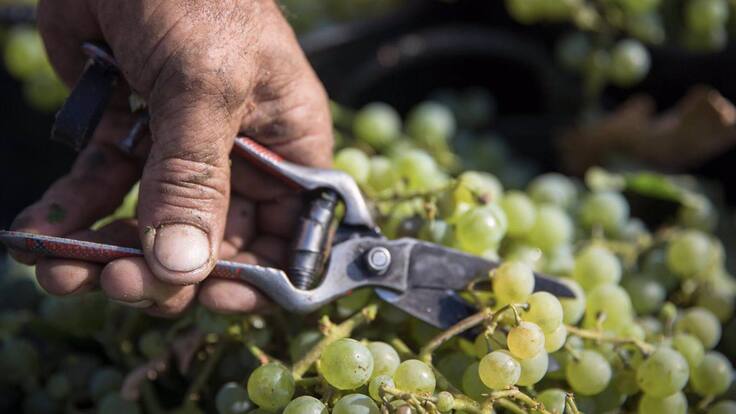 Declaraciones de César Saldaña, presidente del Consejo Regulador