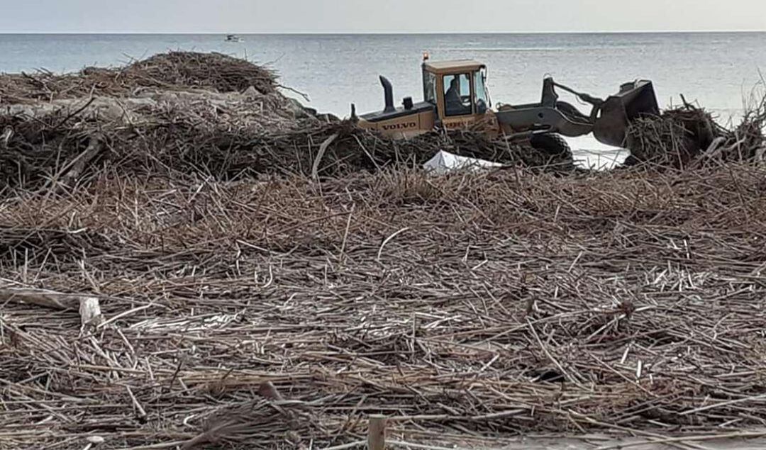 Máquinas quitando las caña en las playas de Gandia 