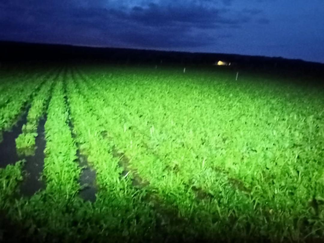 Finca de patatas arrasadas por el agua 