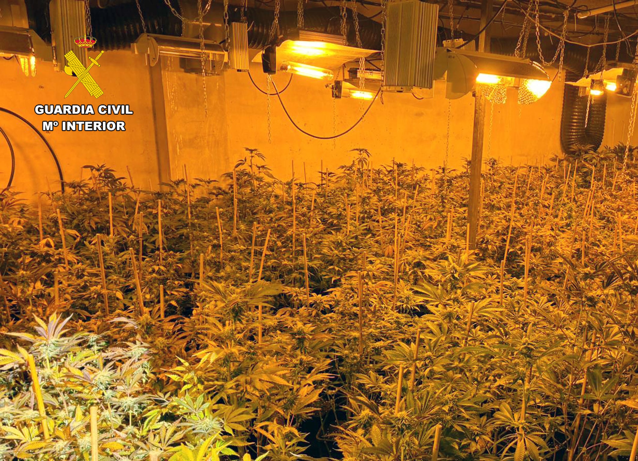 Cultivo de marihuana aprendido en la Operación "Persiles" en Cieza