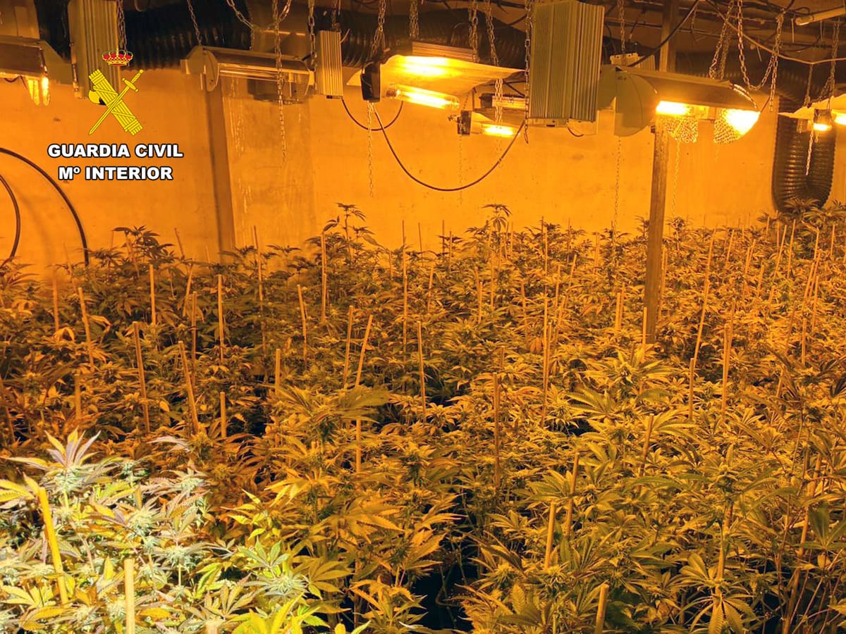 Detenidos en Cieza 11 miembros de clan familiar por delitos de cultivo y tráfico de droga