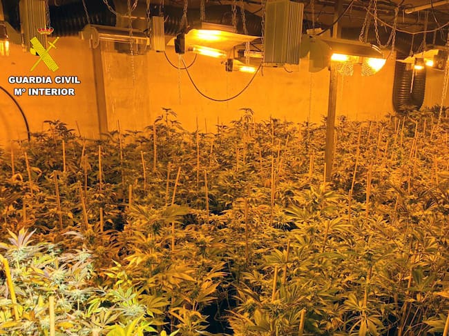 Cultivo de marihuana aprendido en la Operación "Persiles" en Cieza