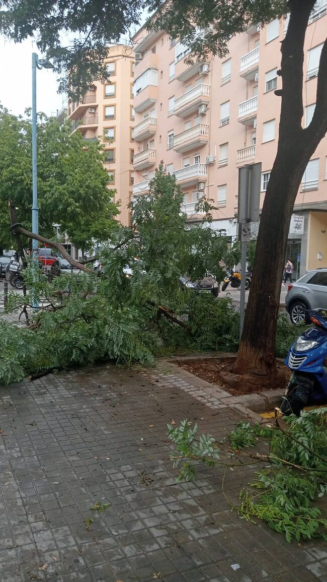 Árbol caído en Abú Masaifa. Fuente: Radio Xàtiva Cadena SER