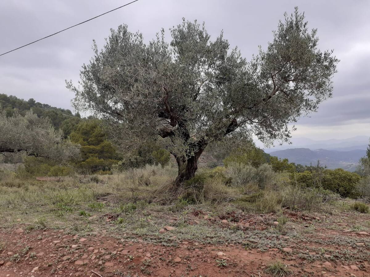 Reportaje campo y clima