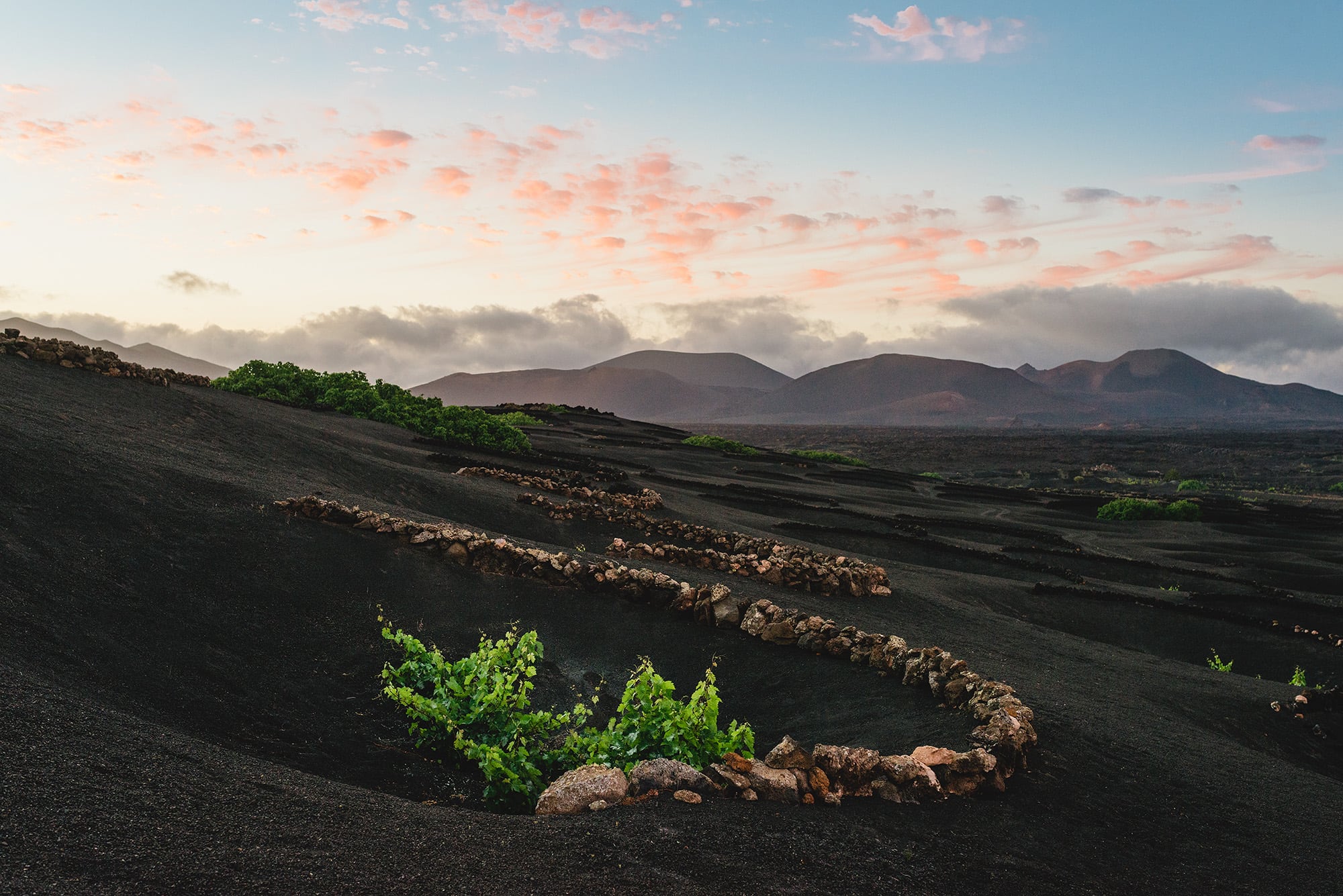 Viñedos en La Geria, Lanzarote.