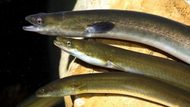 El Ministerio para la Transición Ecológica propone incluir a la anguila europea en el catálogo de especies en peligro