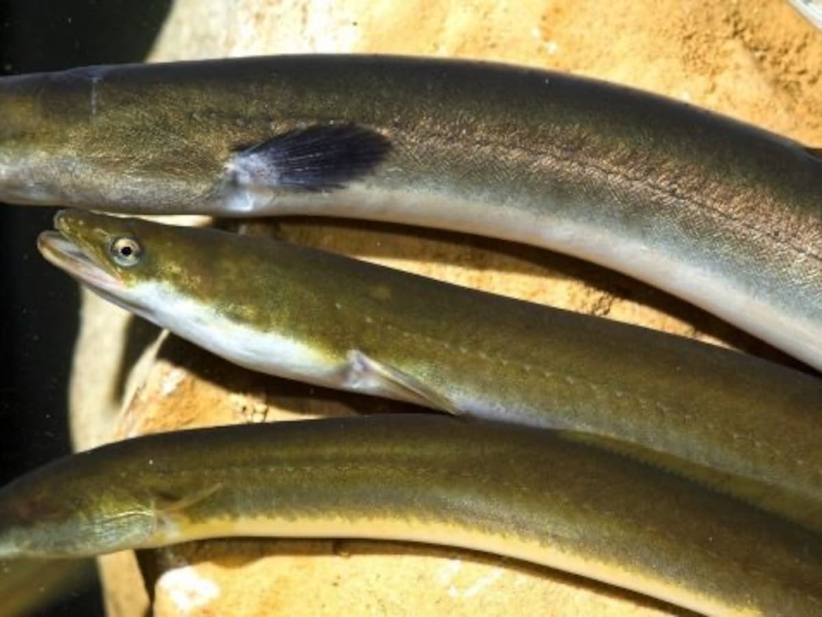 Espacio de Ecología sobre la situación de las Anguilas