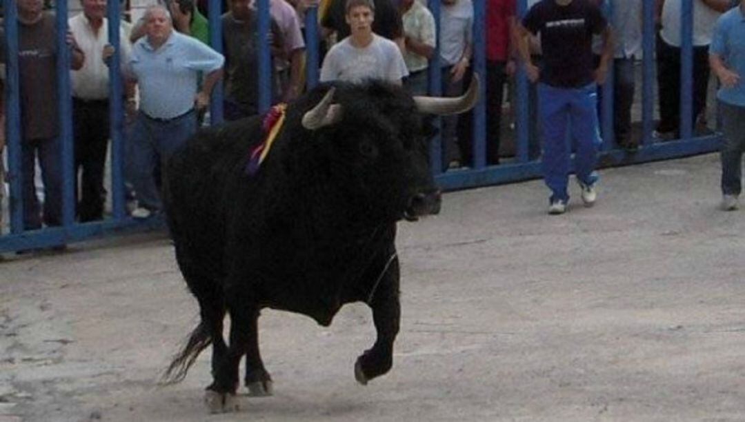 Bous al carrer (archivo)