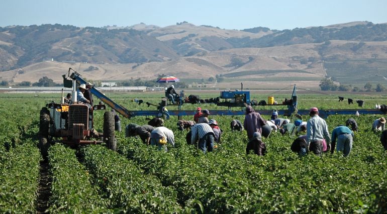 Imagen de un grupo de trabajadores agrícolas durante la recolección de frutas.