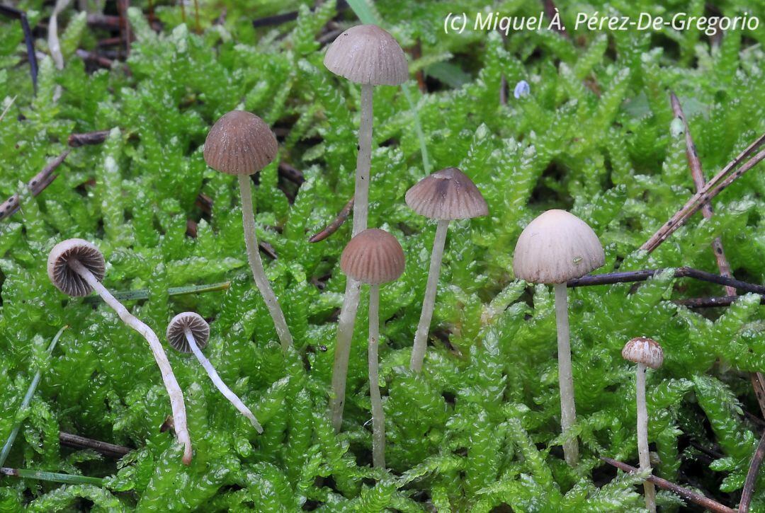 Bolet "Satirela montgriensis"