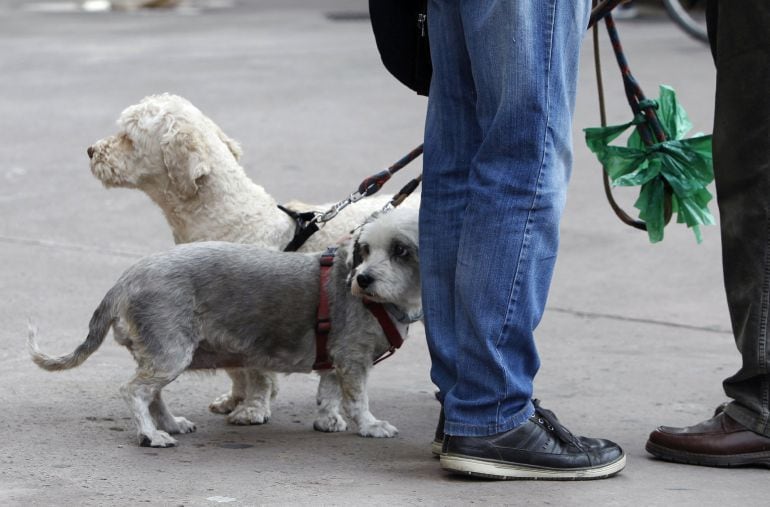 Algunos propietarios se encuentran con la desagradable sorpresa de que su perro no es de la raza que le vendieron.