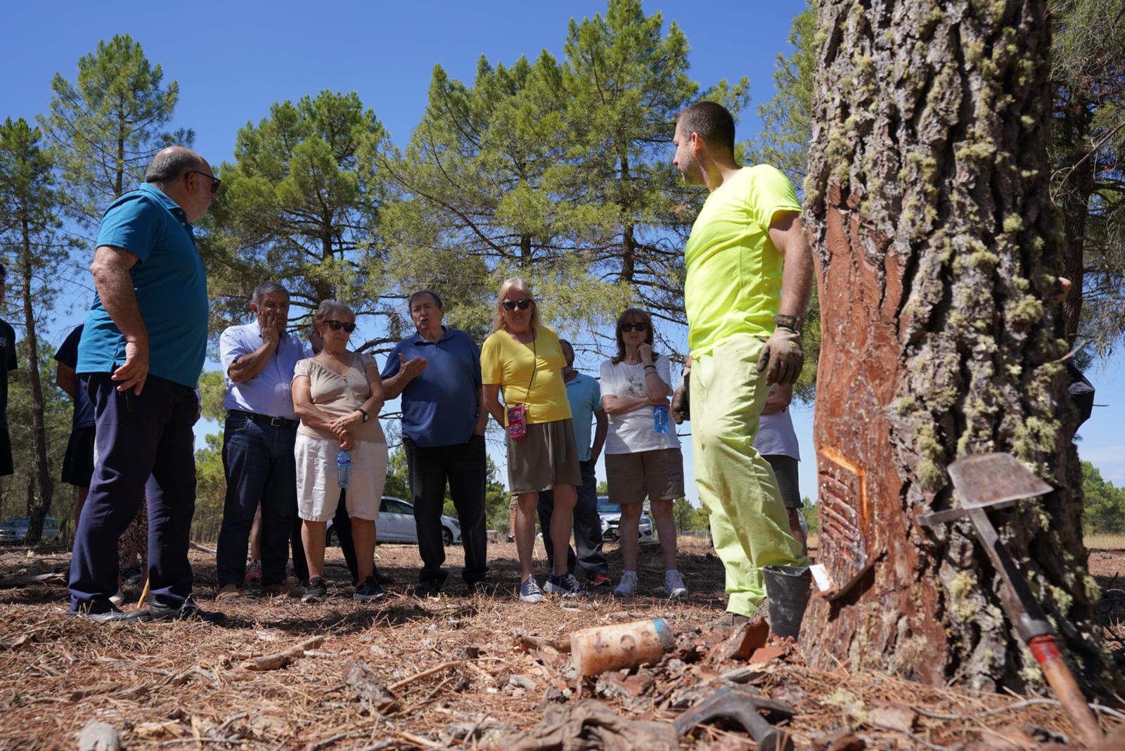 Demostración de labores de extracción de resina en Tardelcuende.