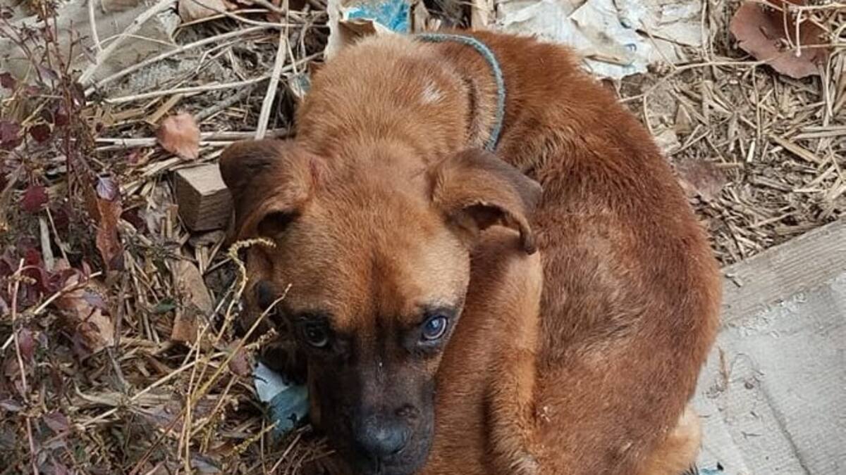 Entrevista a Jordi RuIz, miembro de la SPAX