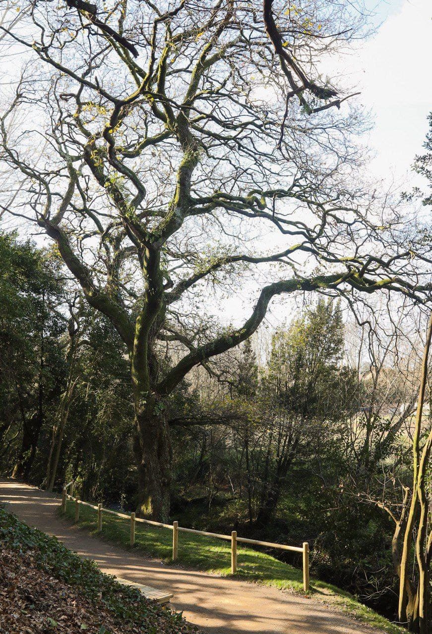 Árbol candidato al árbol europeo del año 2022