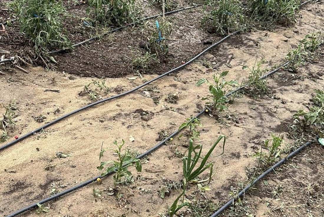 Daños causados por el granizo en Cañada del Hoyo (Cuenca)