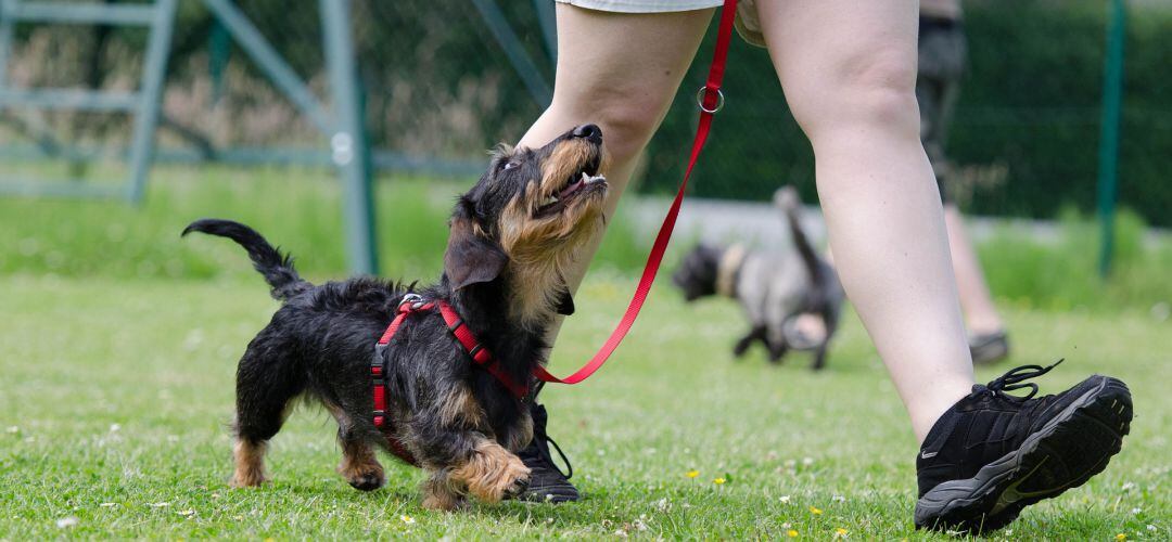 El próximo 16 de noviembre tendrá lugar la séptima edición de la Feria de Adopción Solidaria