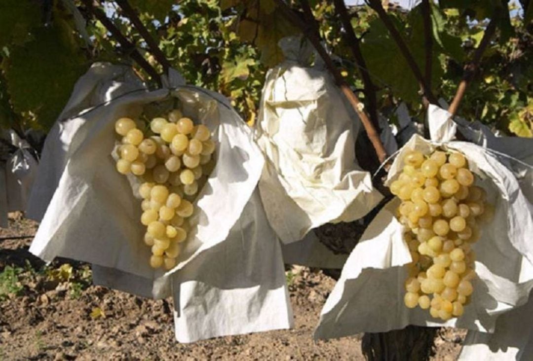 Uva Mesa Embolsada del Vinalopó