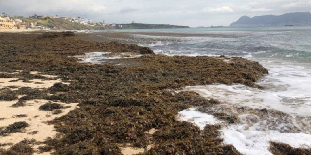 Alga asiática en la playa de Getares.