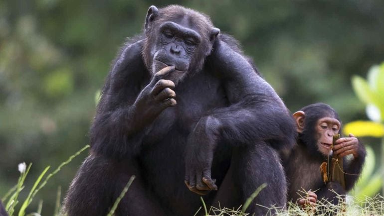 Los chimpancés podrían ser capaces de leer la mente.