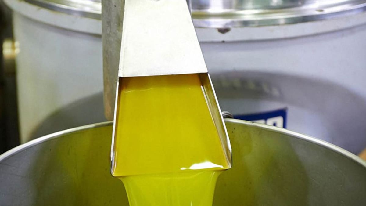 Más de 200 profesionales de 15 países hablan sobre la importancia de la olivicultura
