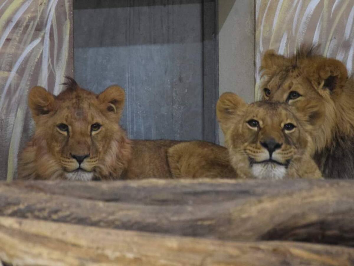 Los otros rescatados de Ucrania