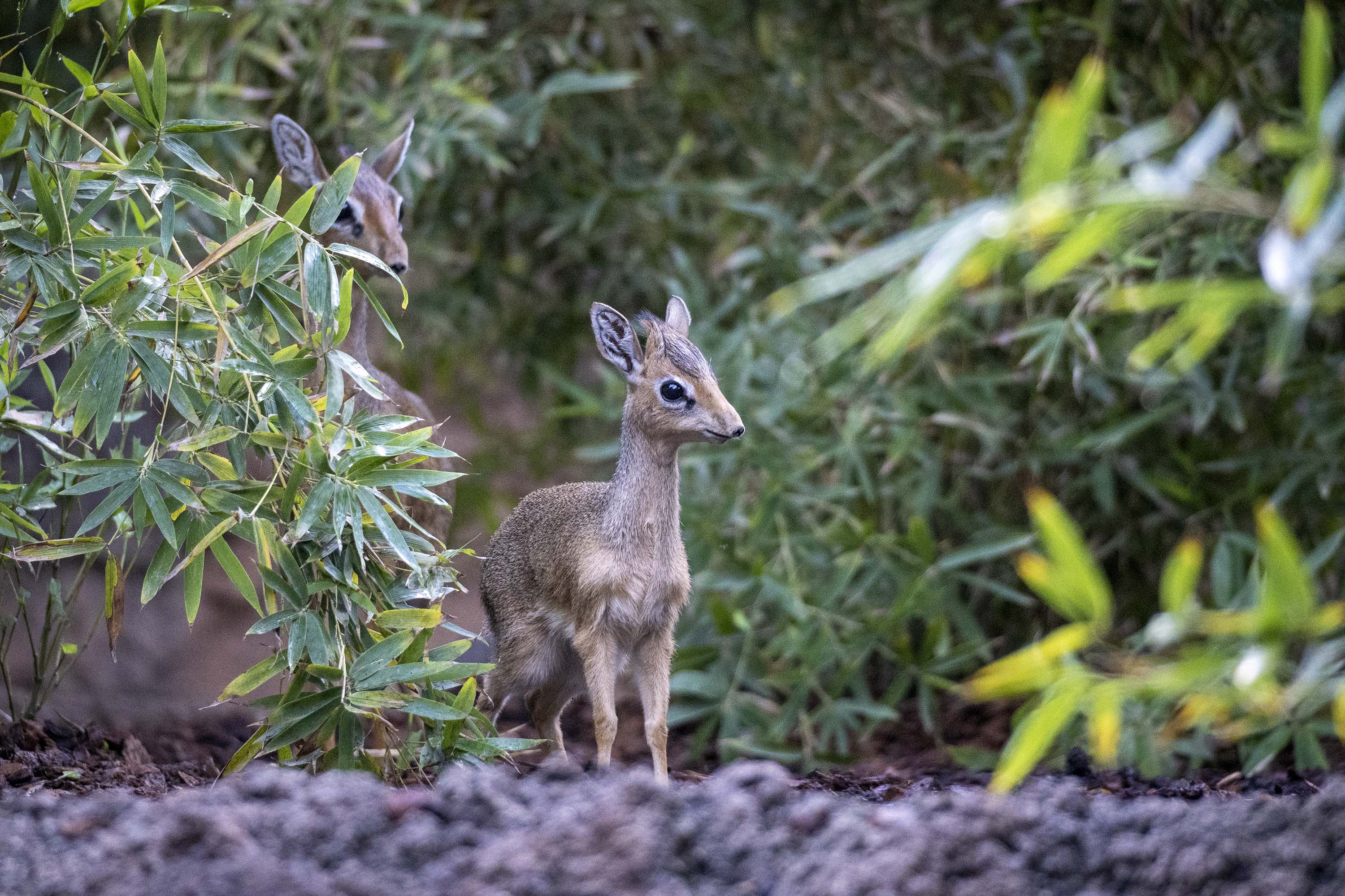 La cría del antílope más pequeño de África ya puede verse en BIOPARC València