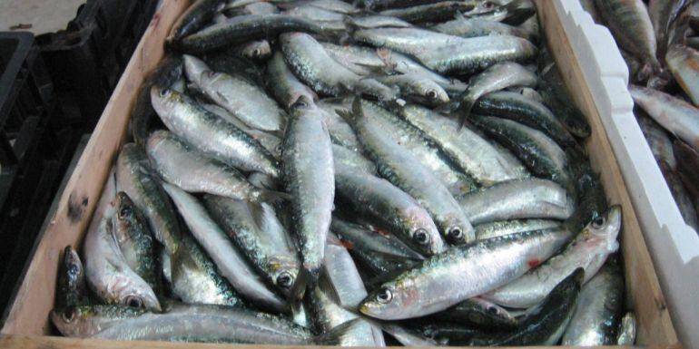 Caja de sardinas en la lonja