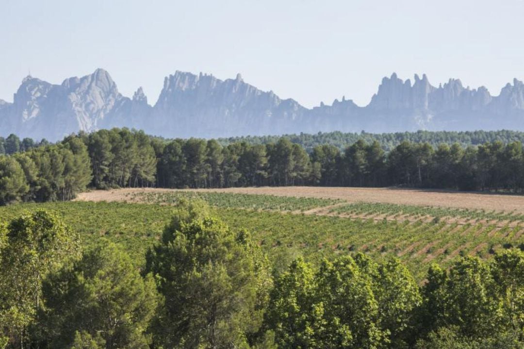 La concentración parcelaria de Castropodame es la de mayor tamaño y presupuesto del Bierzo