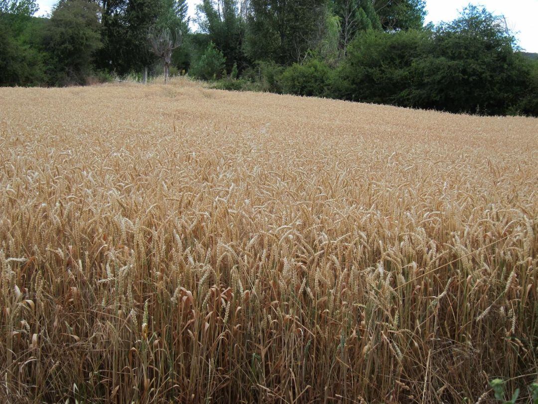 La cosecha de cereales, en el alambre