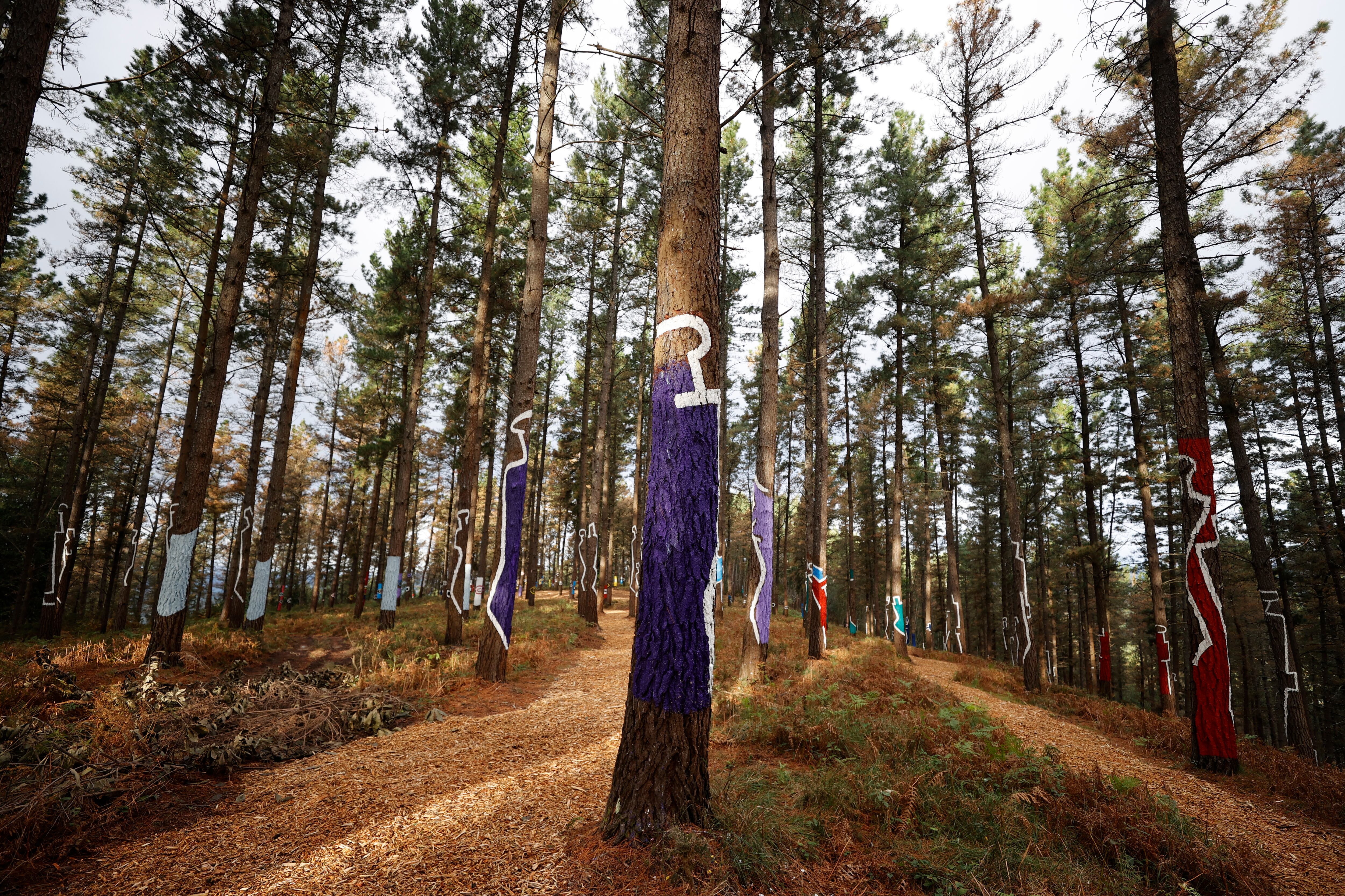 KORTEZUBI, 27/10/2023.- El Bosque de Oma, que a mediados del los 80 Agustín Ibarrola pintó cerca de su casa, en el Valle de Oma, en Kortezubi, ha vuelto a recuperar el color y la vitalidad perdida, y ha sido presentado tras su restauración y ahora no serán 500 sino 800 los pinos que le darán forma y reflejaran el sentir pleno de la composición que entre 1982 y 1985 pintó el artista vasco. EFE/ Luis Tejido
