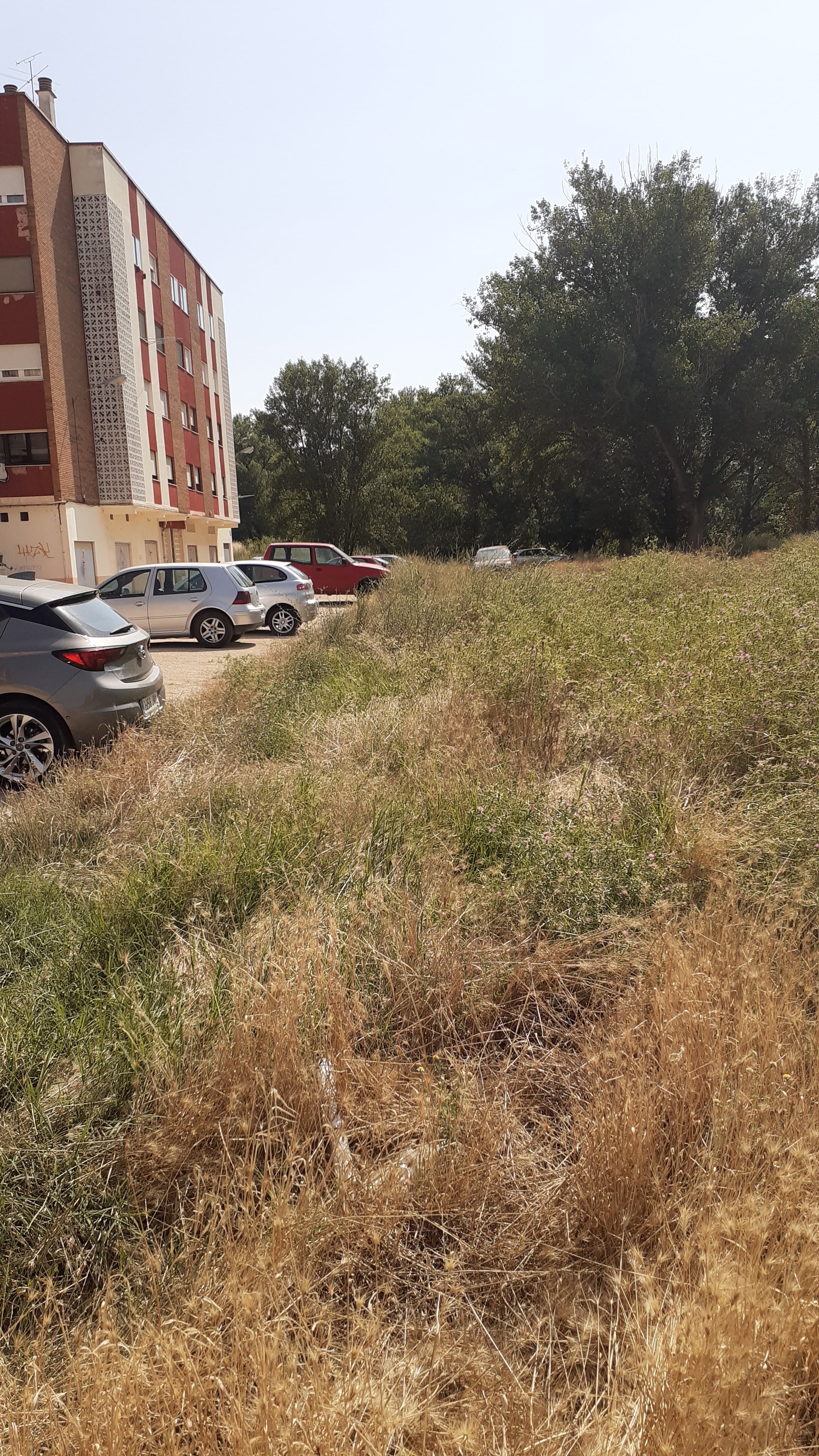 La maleza en "La Millonada" ha proliferado a las puertas de las viviendas y de los vehículos estacionados en el barrio de Santa Catalina