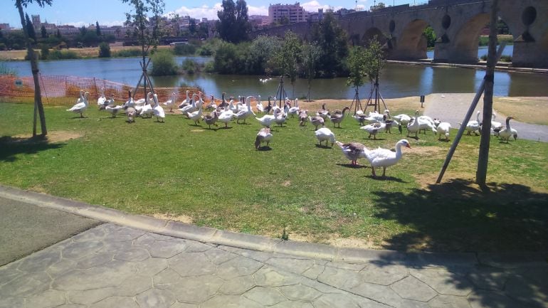 Centenares de gansos pueblan ambas márgenes del Guadiana, la zona ZEPA, el parque y hasta el azud del río. 