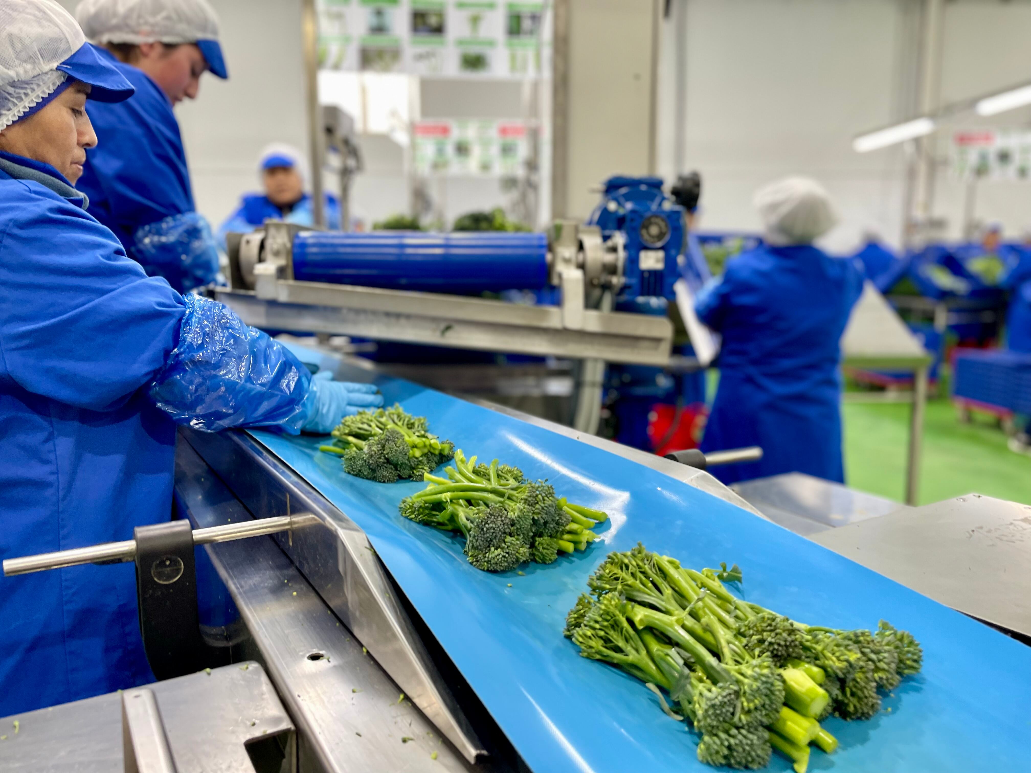 La producción de 'Bimi' crece en la Región de Murcia